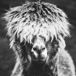 Acrylglasbild ALPAKA HIPPIE