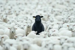 Acrylglasbild BLACK SHEEP