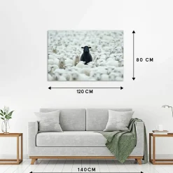 Acrylglasbild BLACK SHEEP