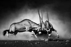 Akustikbild 2 KÄMPFENDE ORYX