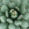 Akustikbild AGAVE
