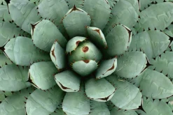 Akustikbild AGAVE