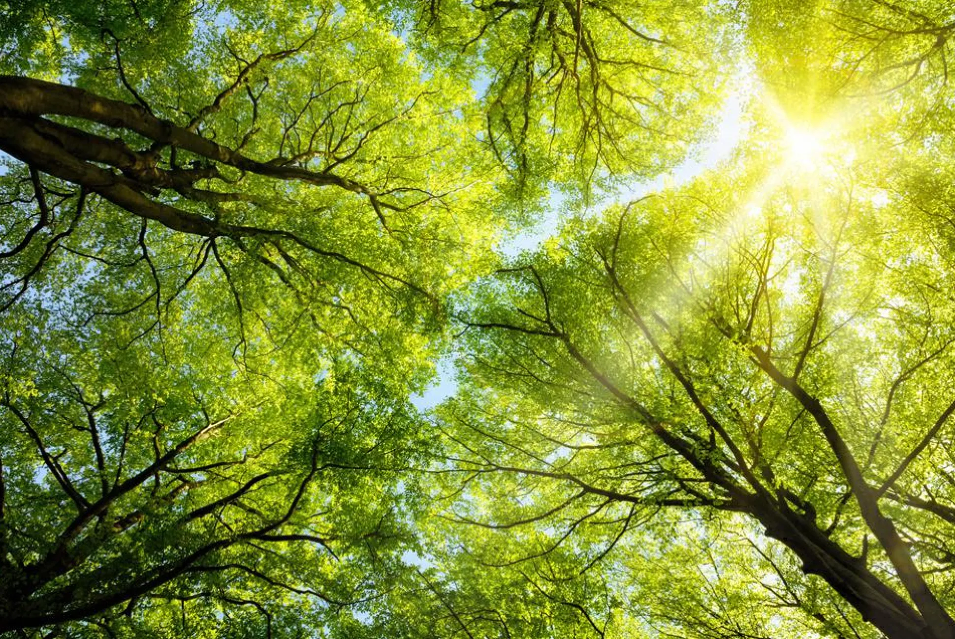 Akustikbild BAUMKRONE 3