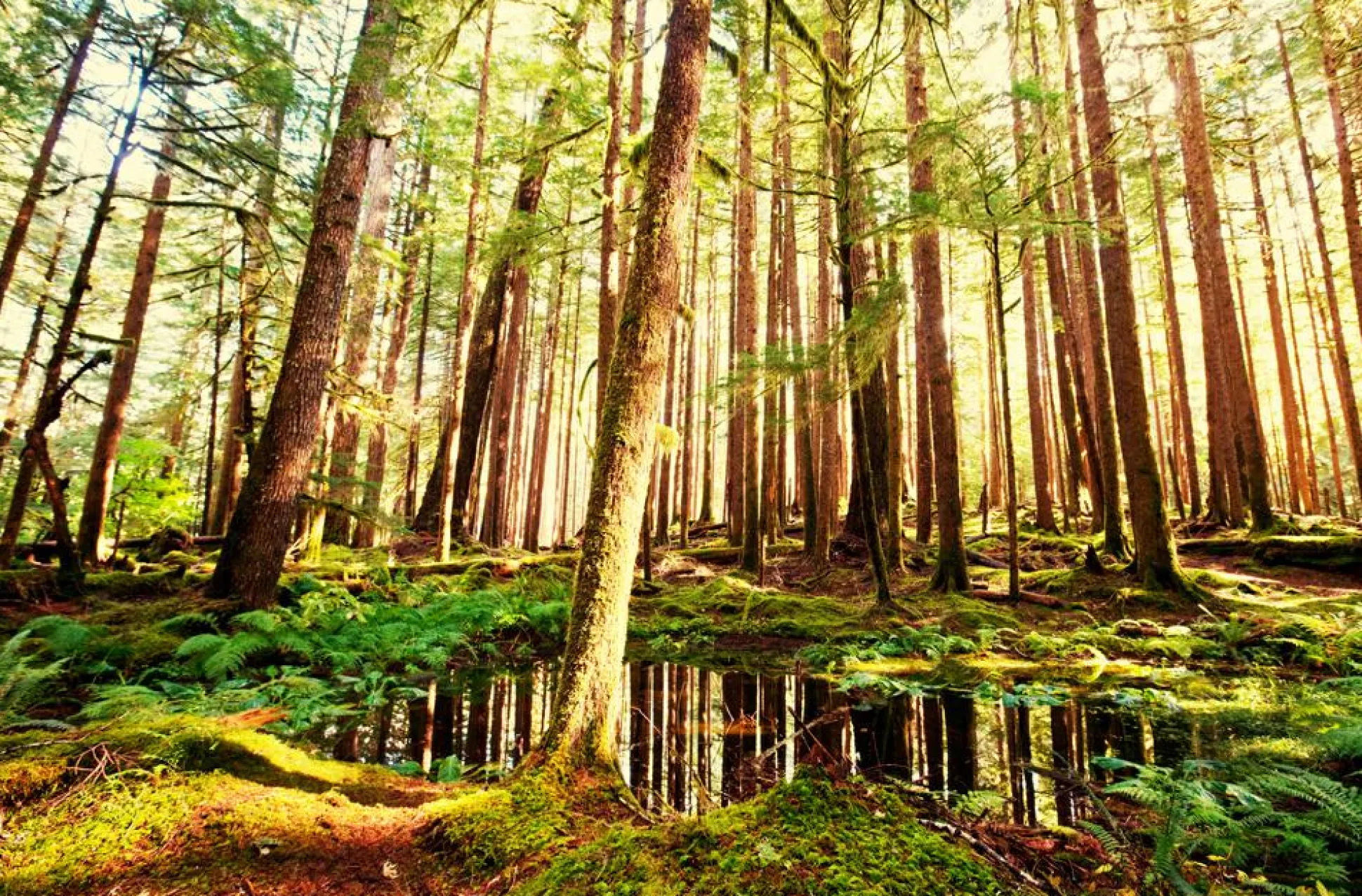 Akustikbild BAUMSTÄMME