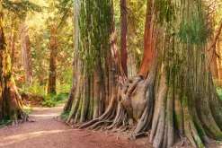Akustikbild BAUMWURZEL