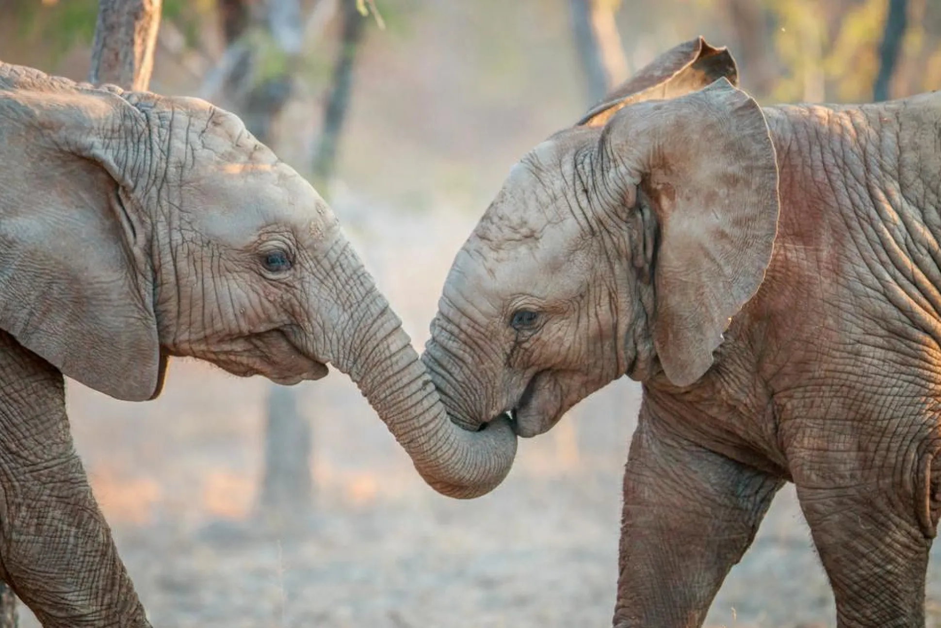 Akustikbild ELEFANTENKINDER