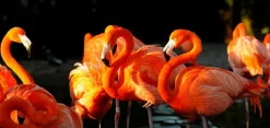 Akustikbild FLAMINGOS