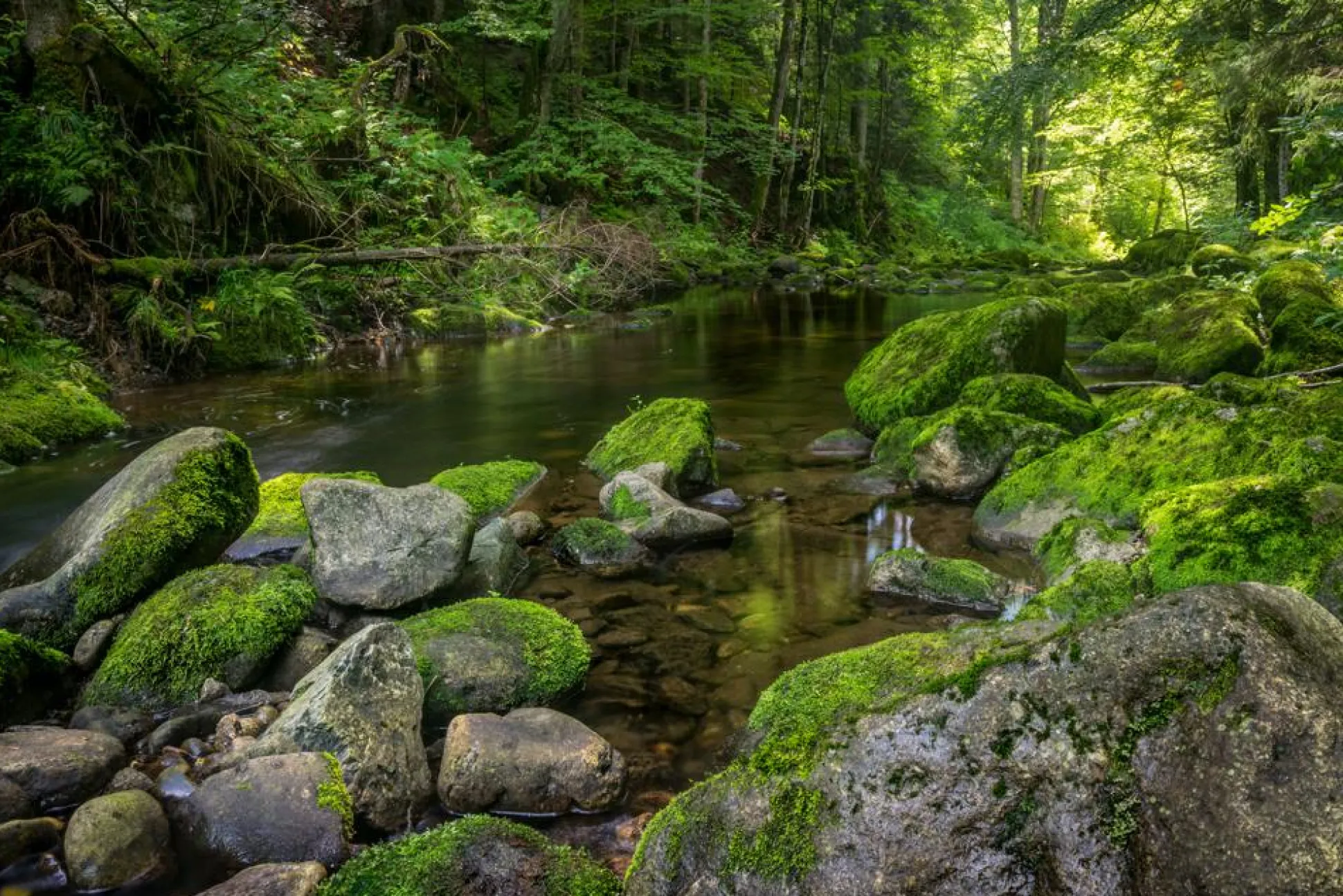 Akustikbild FLUßLAUF IM WALD 3