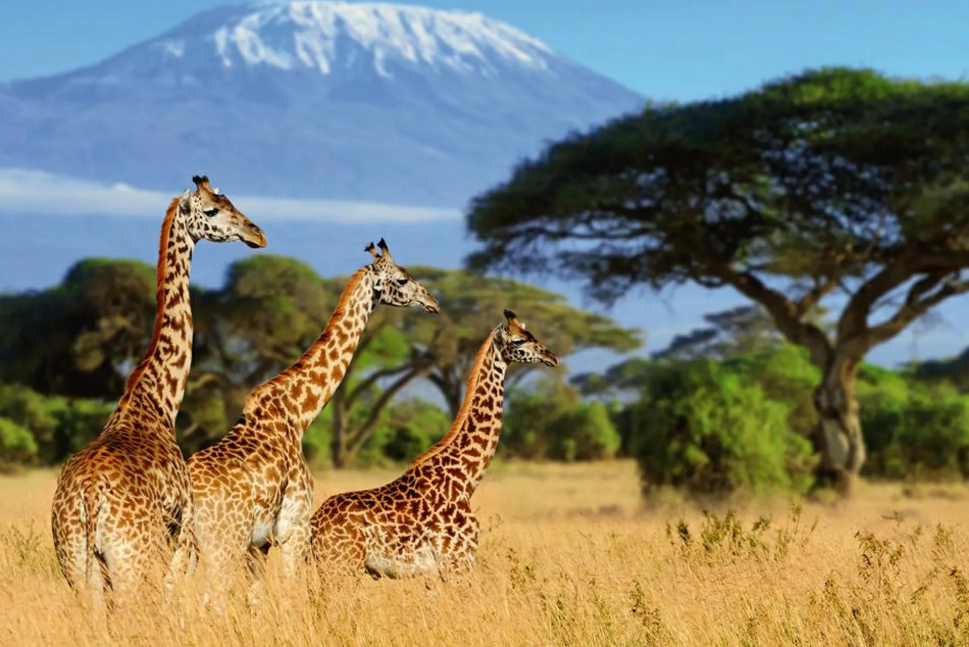 Akustikbild GIRAFFEN