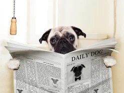 Akustikbild MOPS MIT ZEITUNG