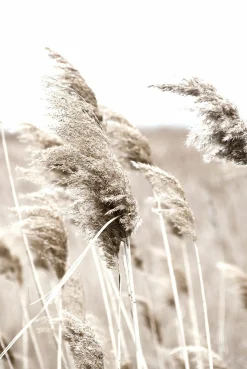 Decopanel PAMPASGRAS