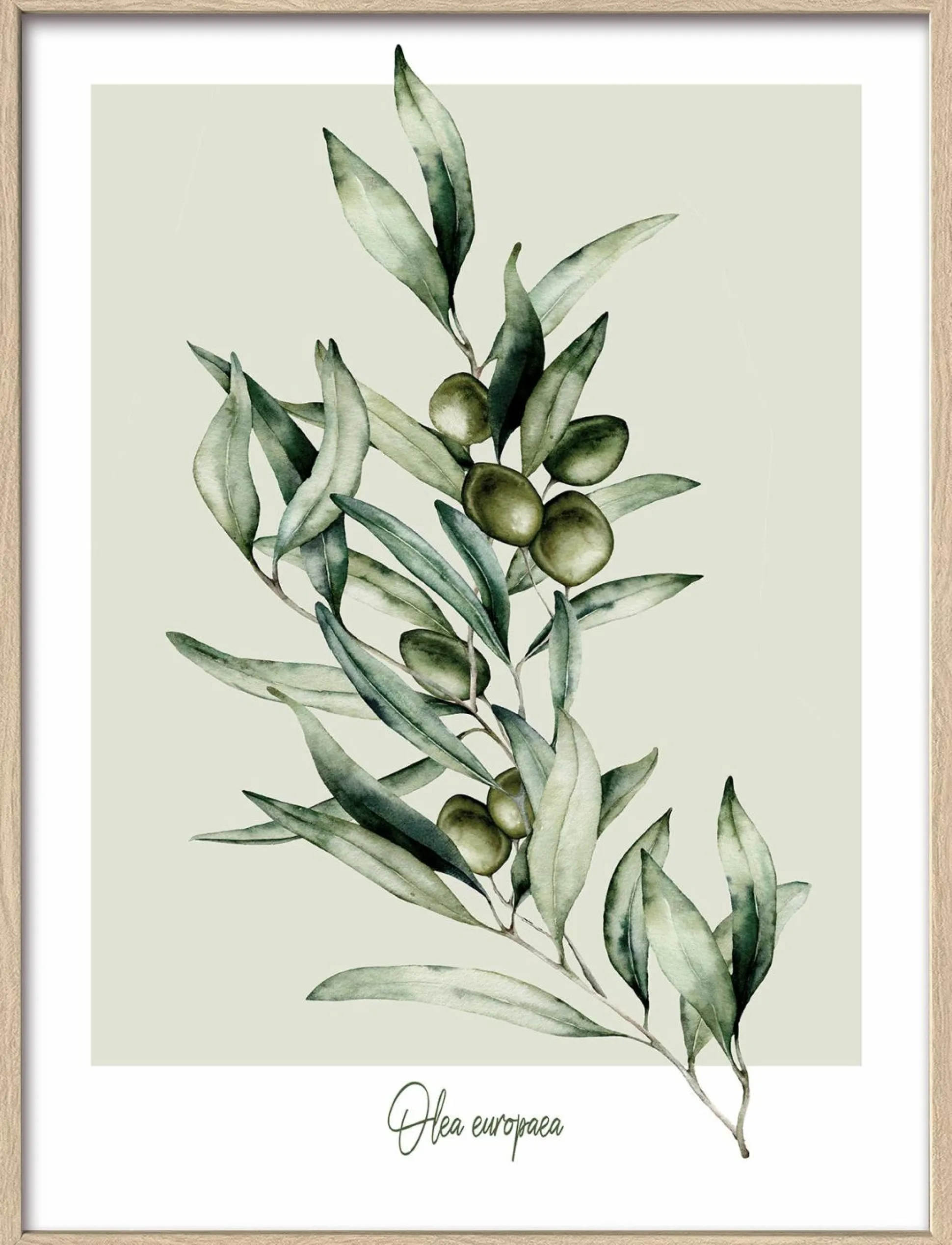 Gerahmtes Bild OLIVEN
