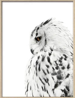 Gerahmtes-Bild SNOW OWL