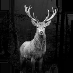 Glasbild GREY DEER HEAD