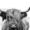 Glasbild HIGHLAND CATTLE II