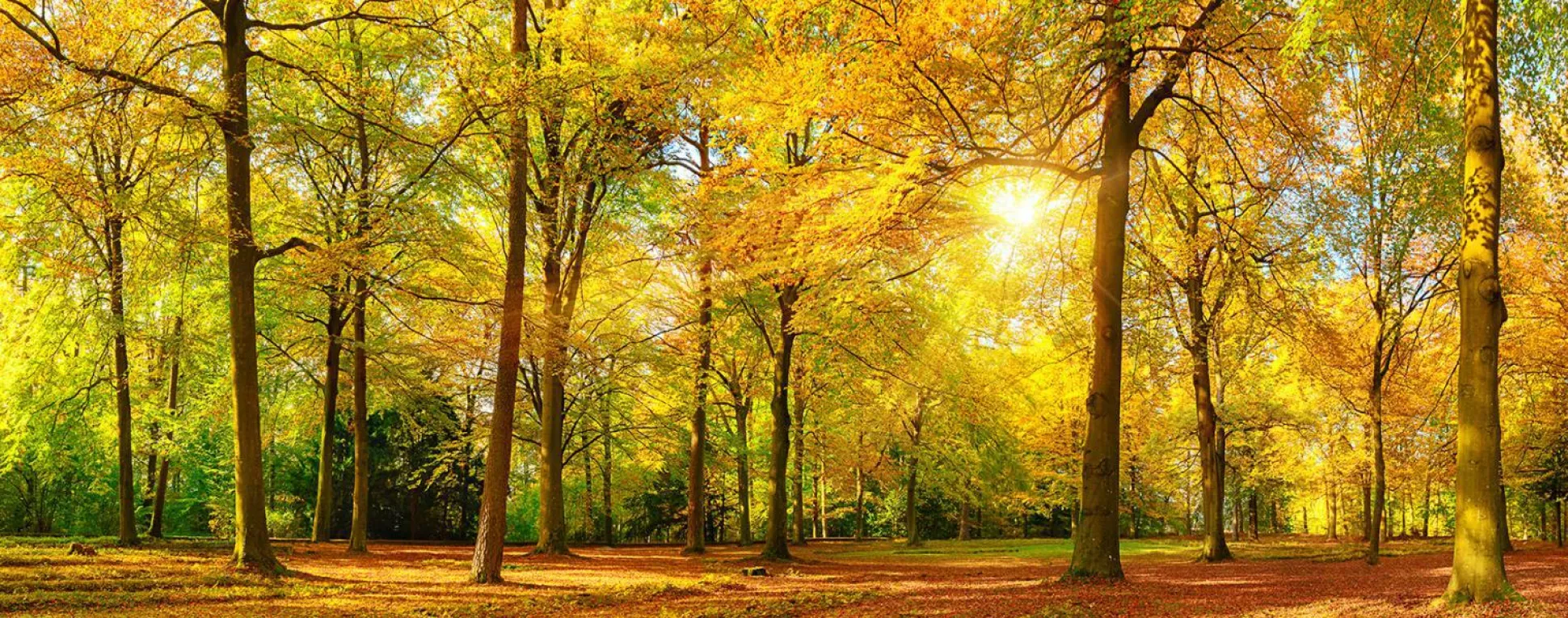 Glasbild SUNSHINE LAKE II