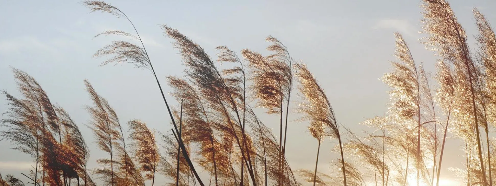 Keilrahmenbild DRIED FIBER II