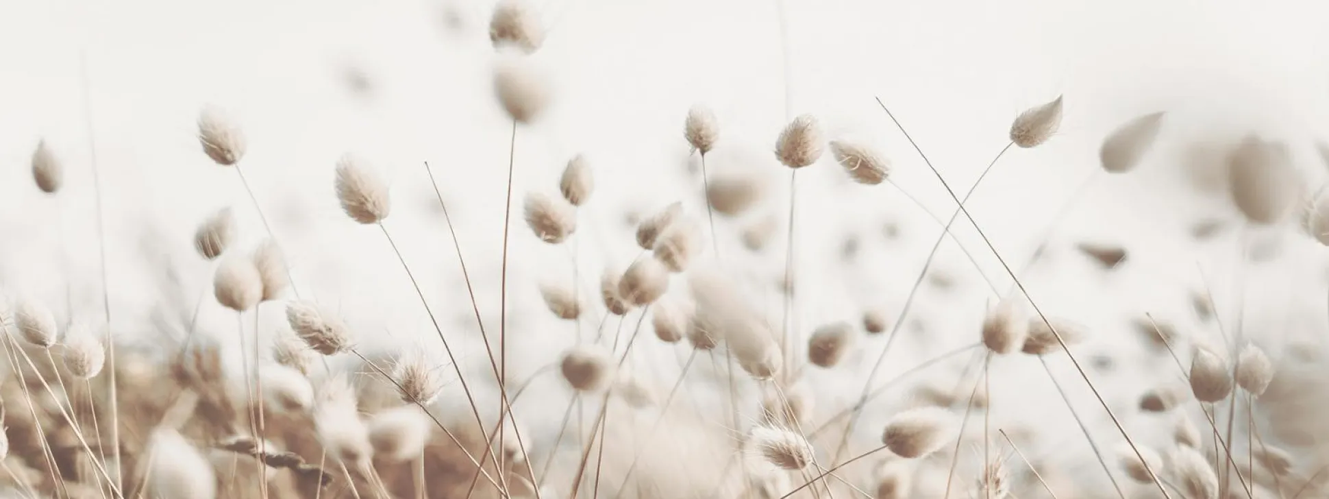 Keilrahmenbild DRIED FIBER II