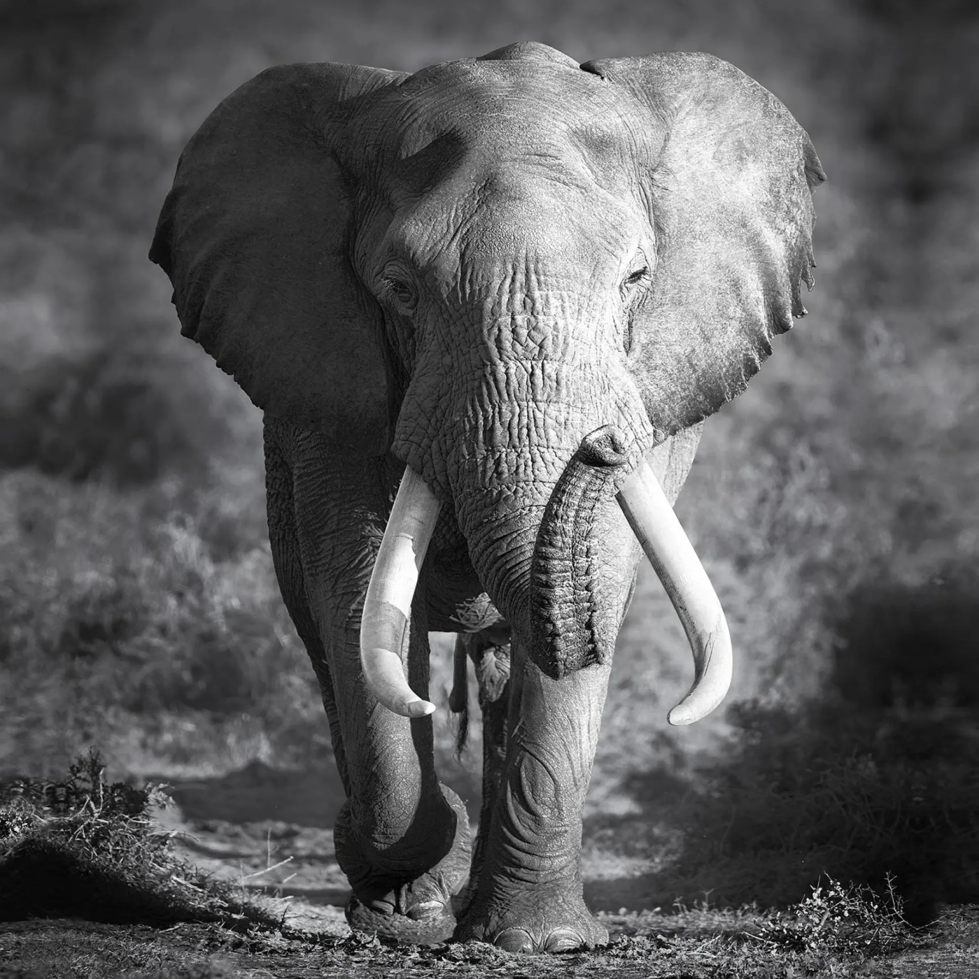 Keilrahmenbild ELEPHANT HEAD