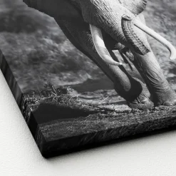 Keilrahmenbild ELEPHANT HEAD