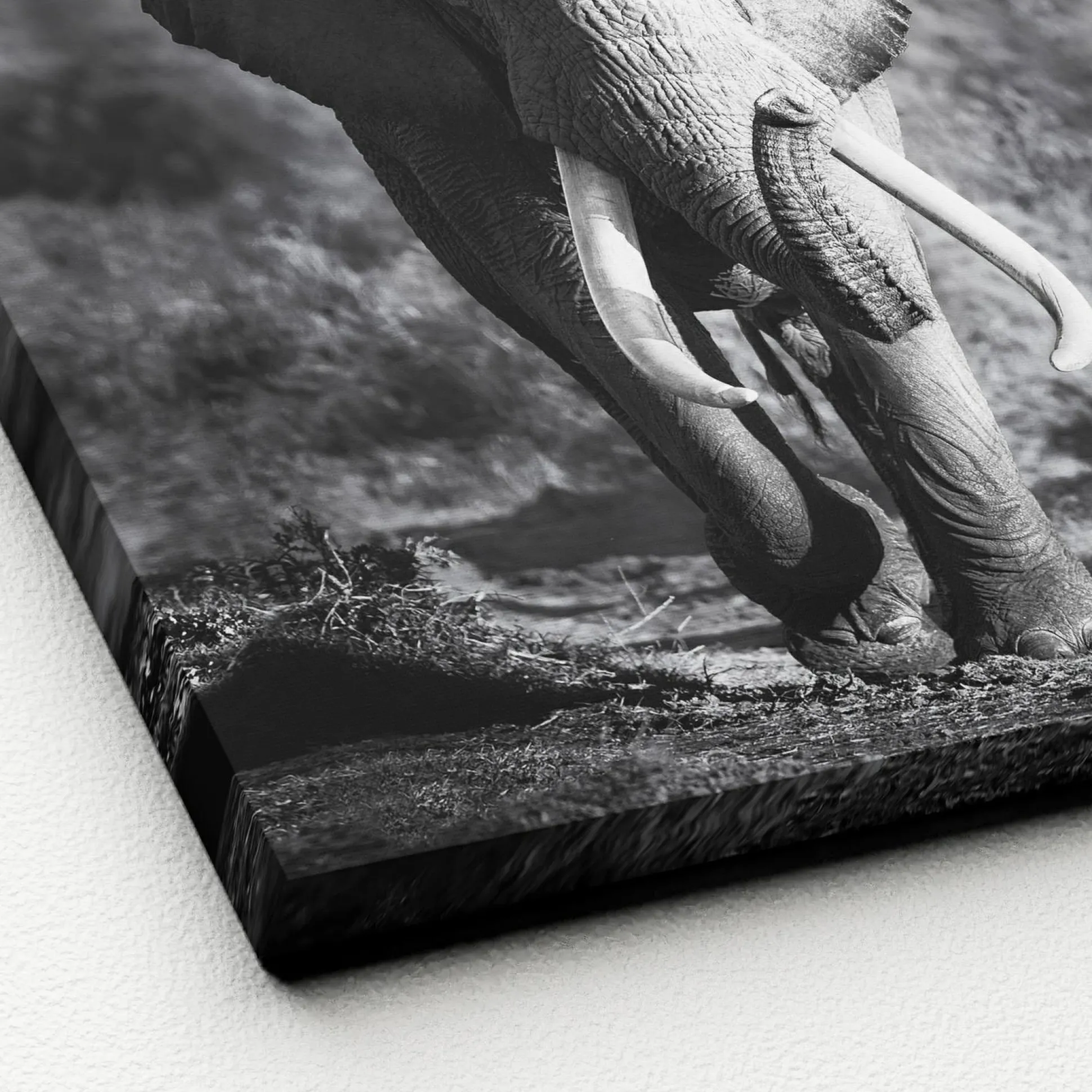 Keilrahmenbild ELEPHANT HEAD