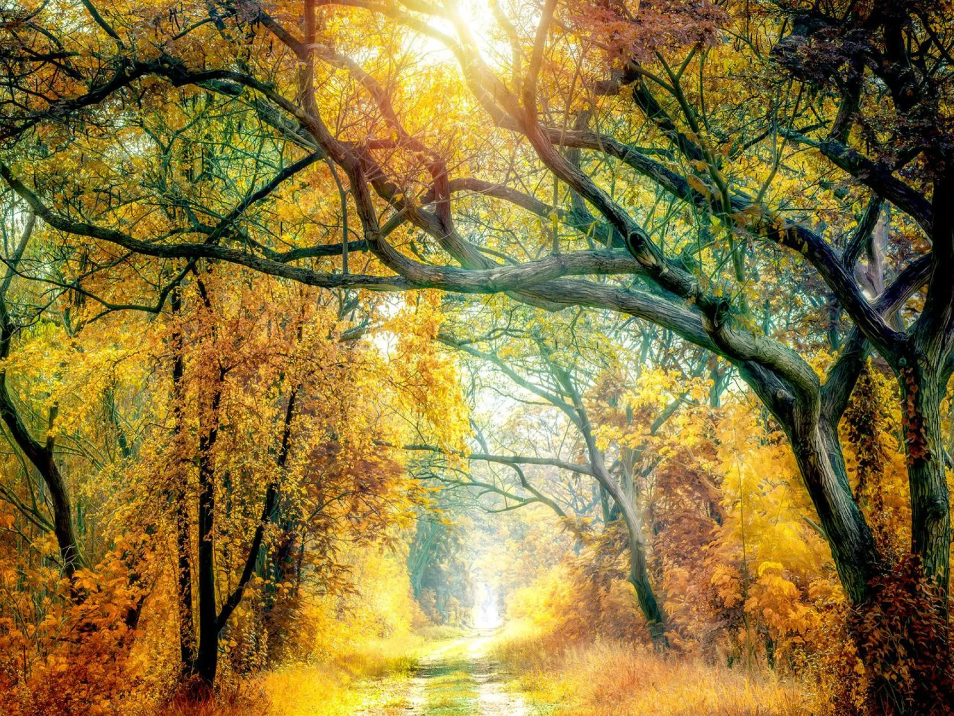 Keilrahmenbild SUNSHINE FOREST