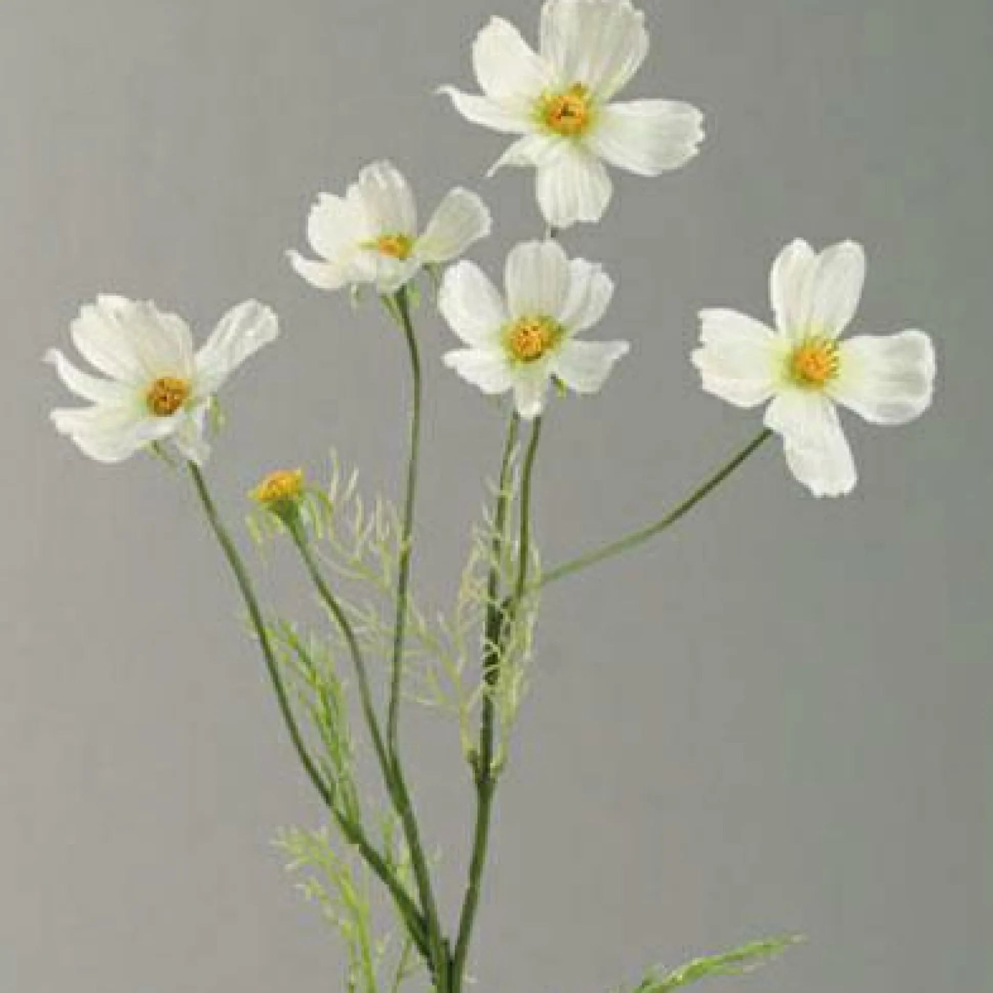 Kunstblume COSMEA