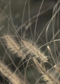 Posterboard MELLOW GRASSES 2