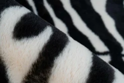 Teppich RABBIT ANIMAL