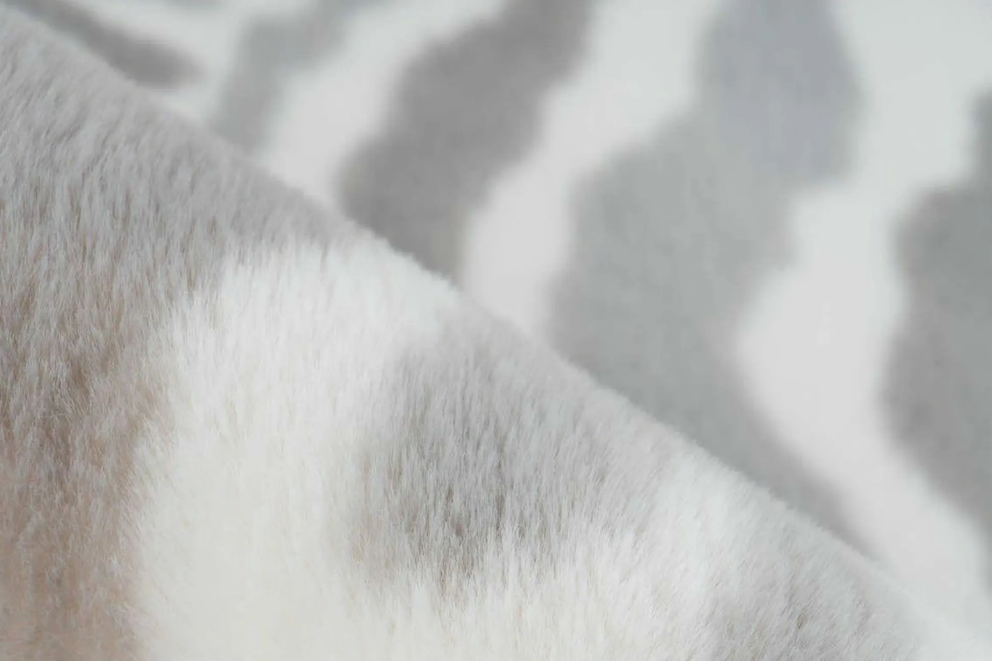 Teppich RABBIT ANIMAL